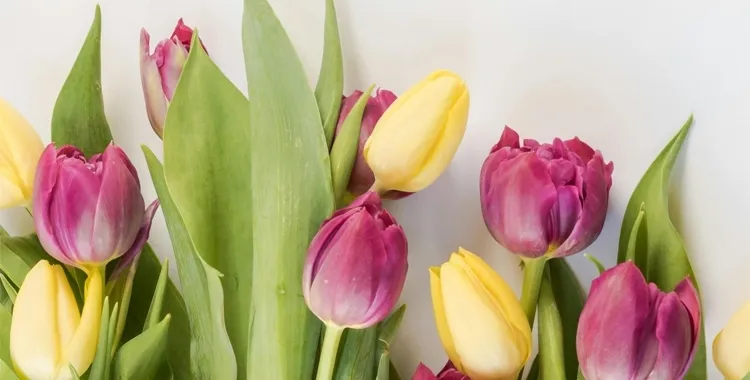 pexels-ylanite-koppens-1883385