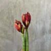 Amaryllis (Imported) – Red (Per Stem)