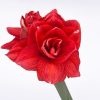 Amaryllis (Imported) – Red (Per Stem)